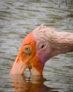 Painted Stork -- மஞ்சள் மூக்கு நாரை 2